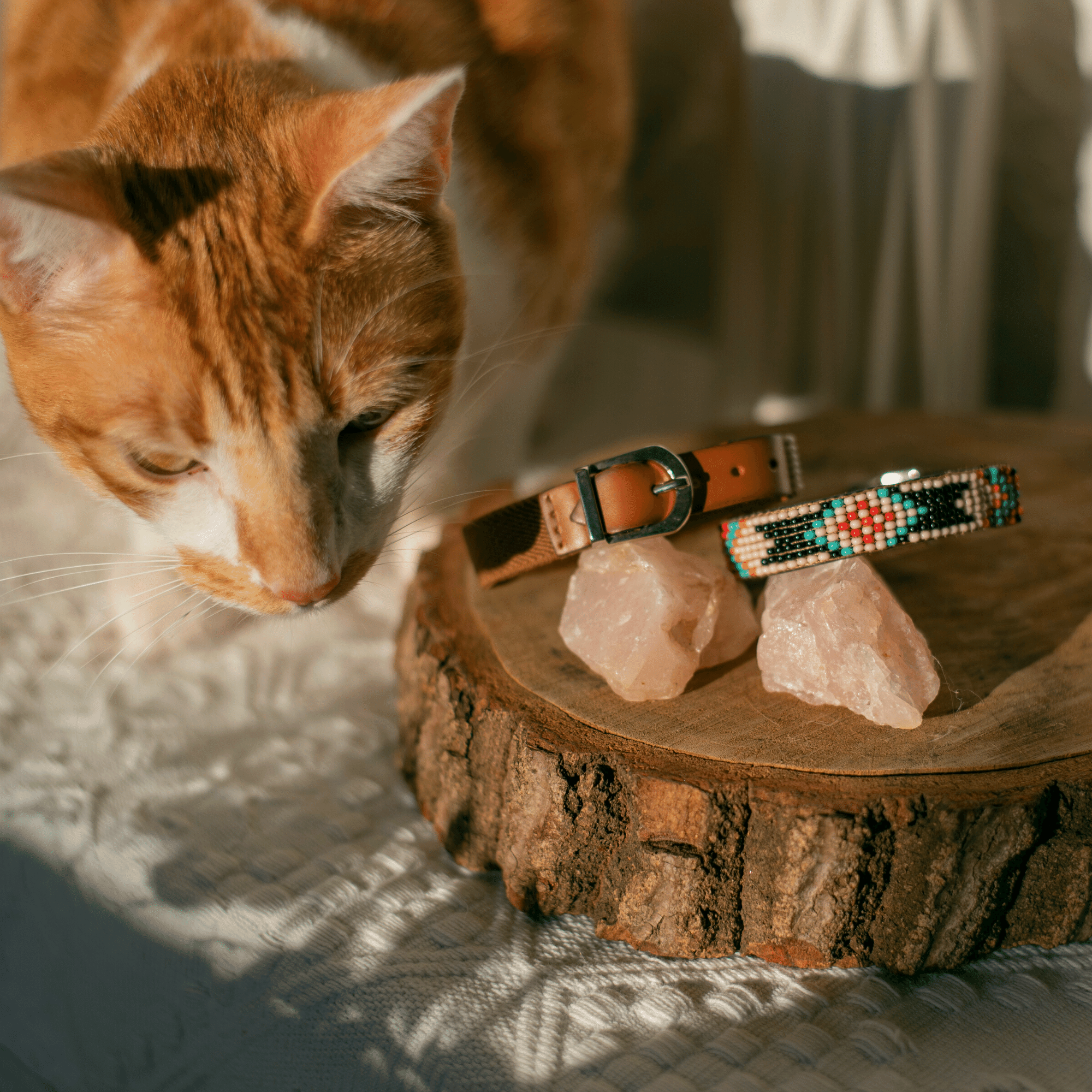 An orange tabby cat leans over a rustic wood slice displaying two pet collars: one tan leather and one colorful beaded collar, with pink crystal stones in between.