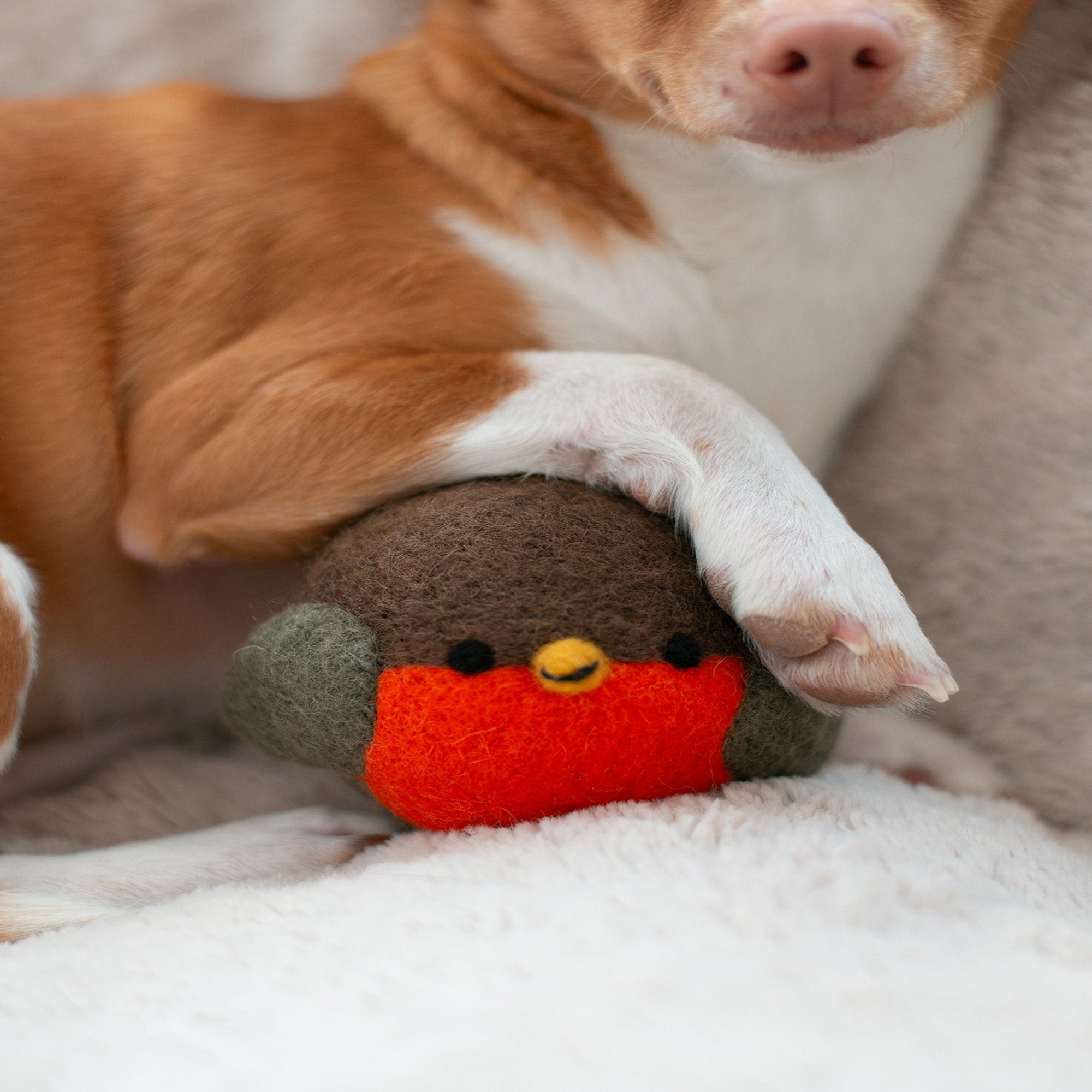 Dog playing with a plush toy resembling a robin on a soft surface