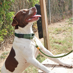 Martingale collar