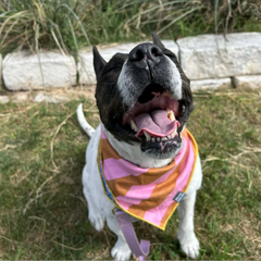 Cornflower Stripe Dog Bandana