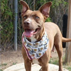 Sunflower Picnic Dog Bandana