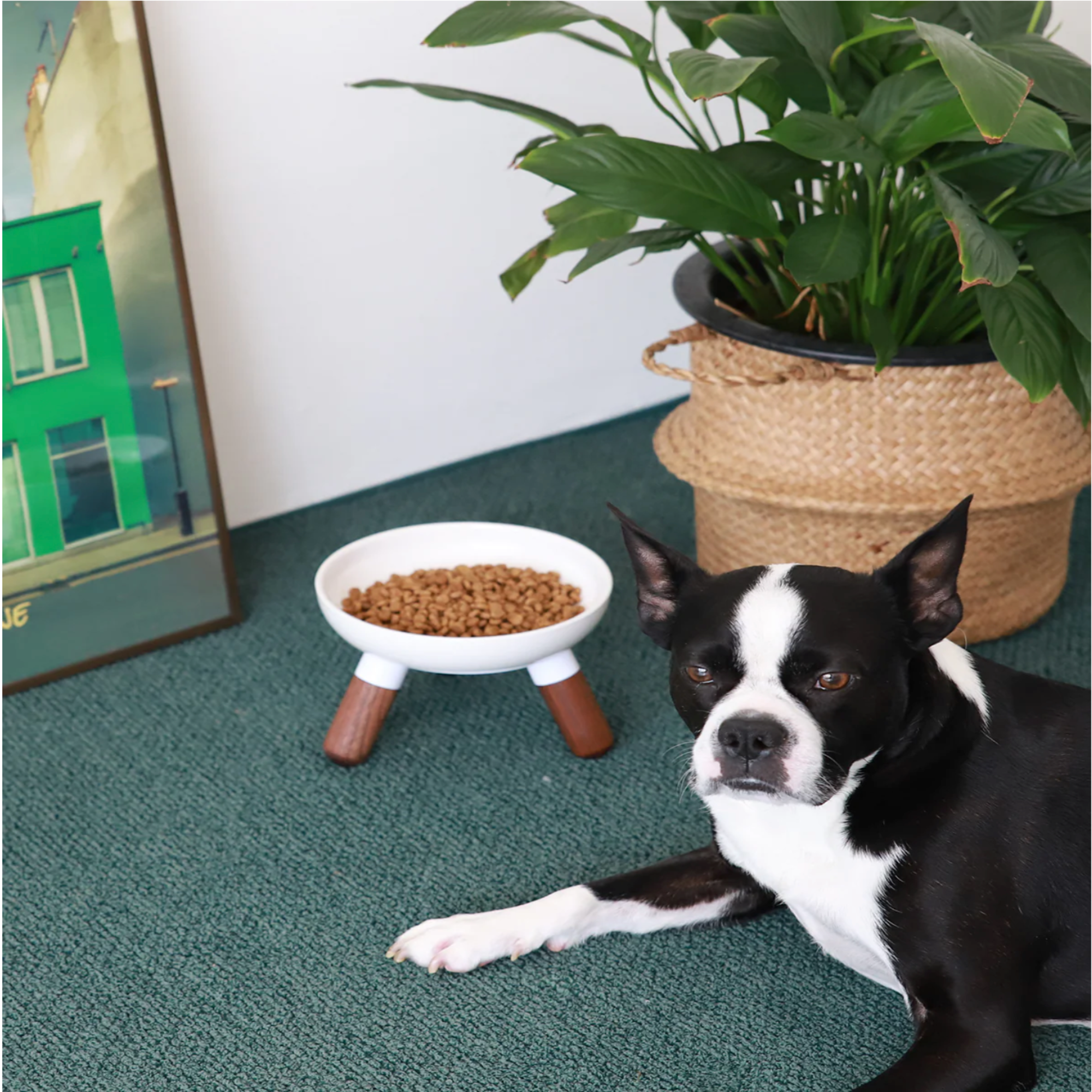 A Boston Terrier dog lies on a green carpet next to a white elevated pet bowl filled with kibble, with a potted plant and framed picture in the background.