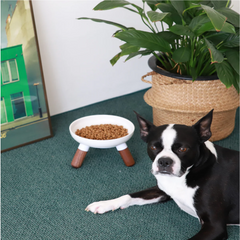 A Boston Terrier dog lies on a green carpet next to a white elevated pet bowl filled with kibble, with a potted plant and framed picture in the background.