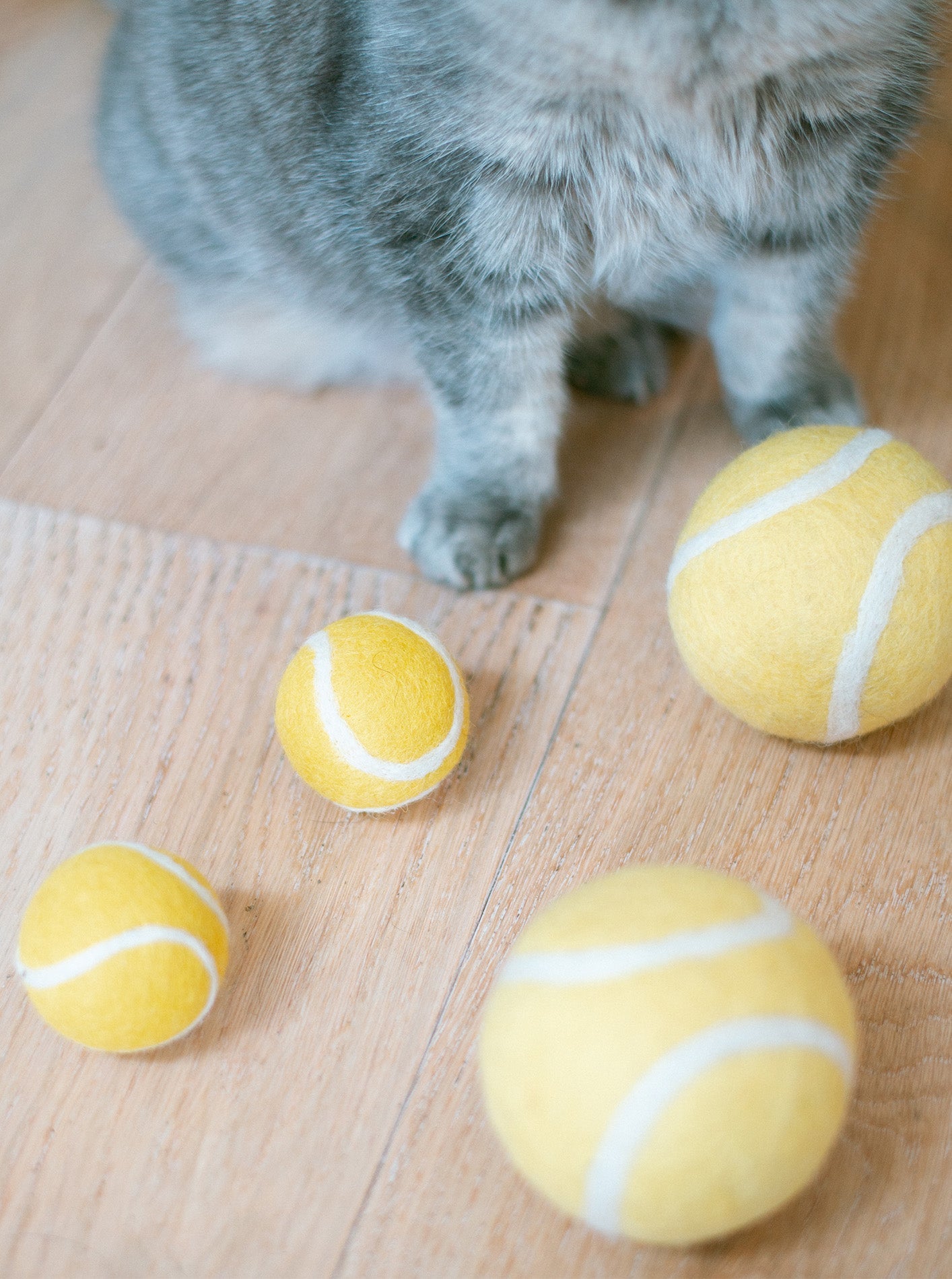 Cat playing with yellow tennis balls on a wooden floor