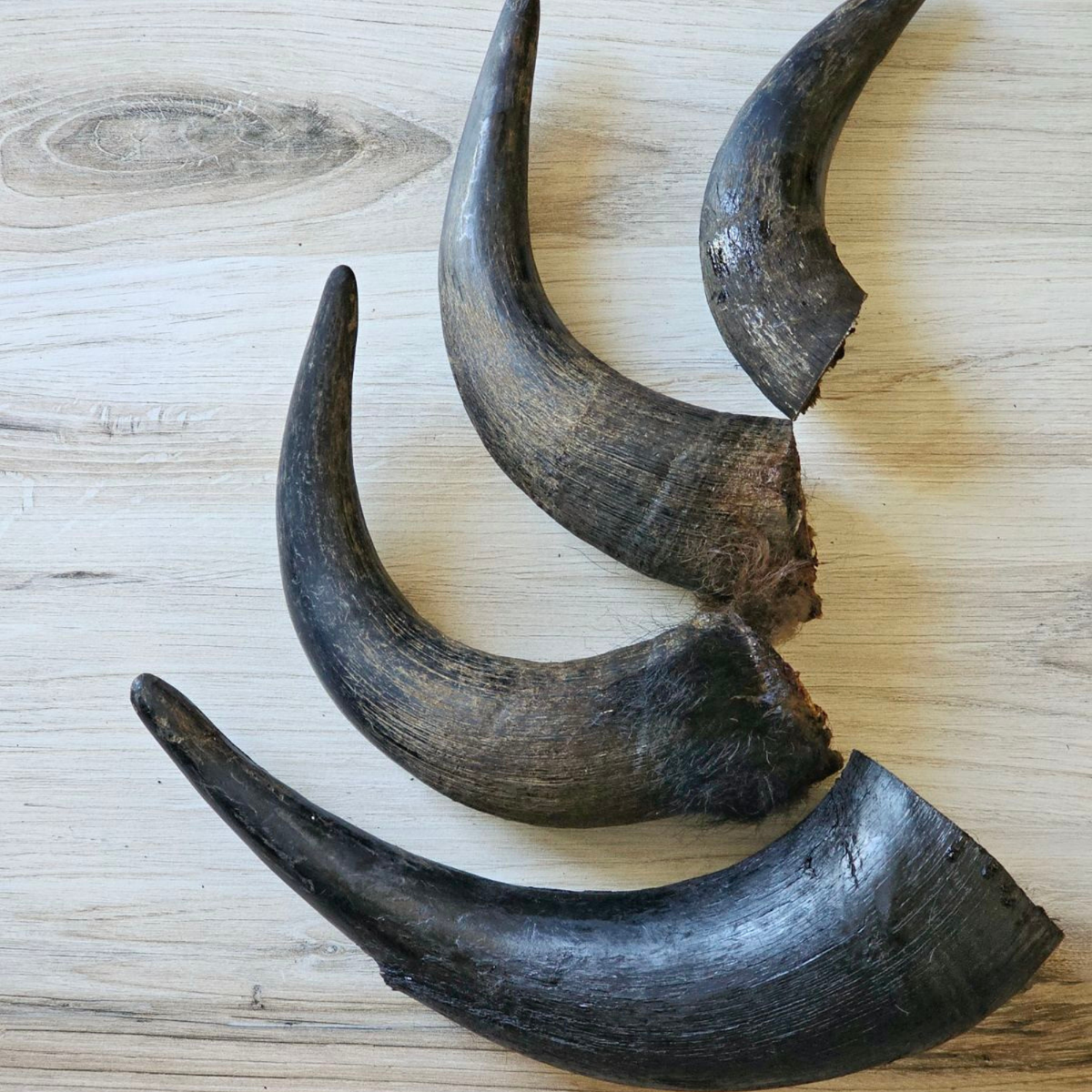 Bison Horn Dog Chew