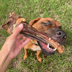Lamb Shank - GFF & Pasture Raised