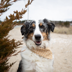 Gingham Bandana