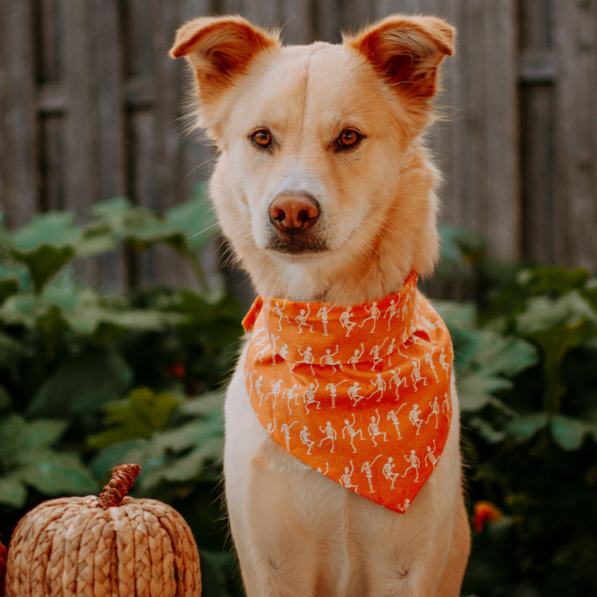 Skeleton Halloween Pet Neckwear