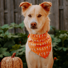 Skeleton Halloween Pet Neckwear