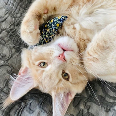 Modern Mouse Catnip Toy - Floral