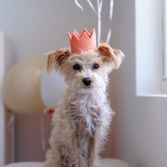 Neutral Party Beast Crown