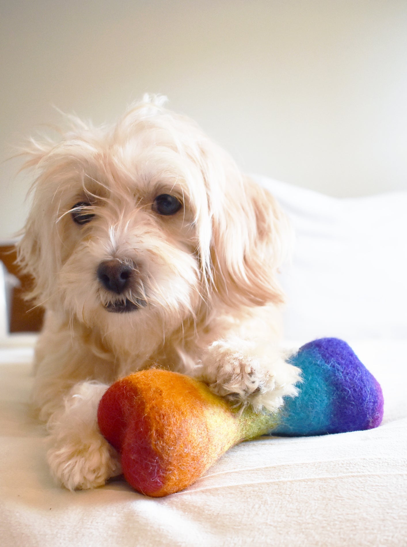 RAINBOW WOOLBONE DOG TOY - Biscuit & Bell