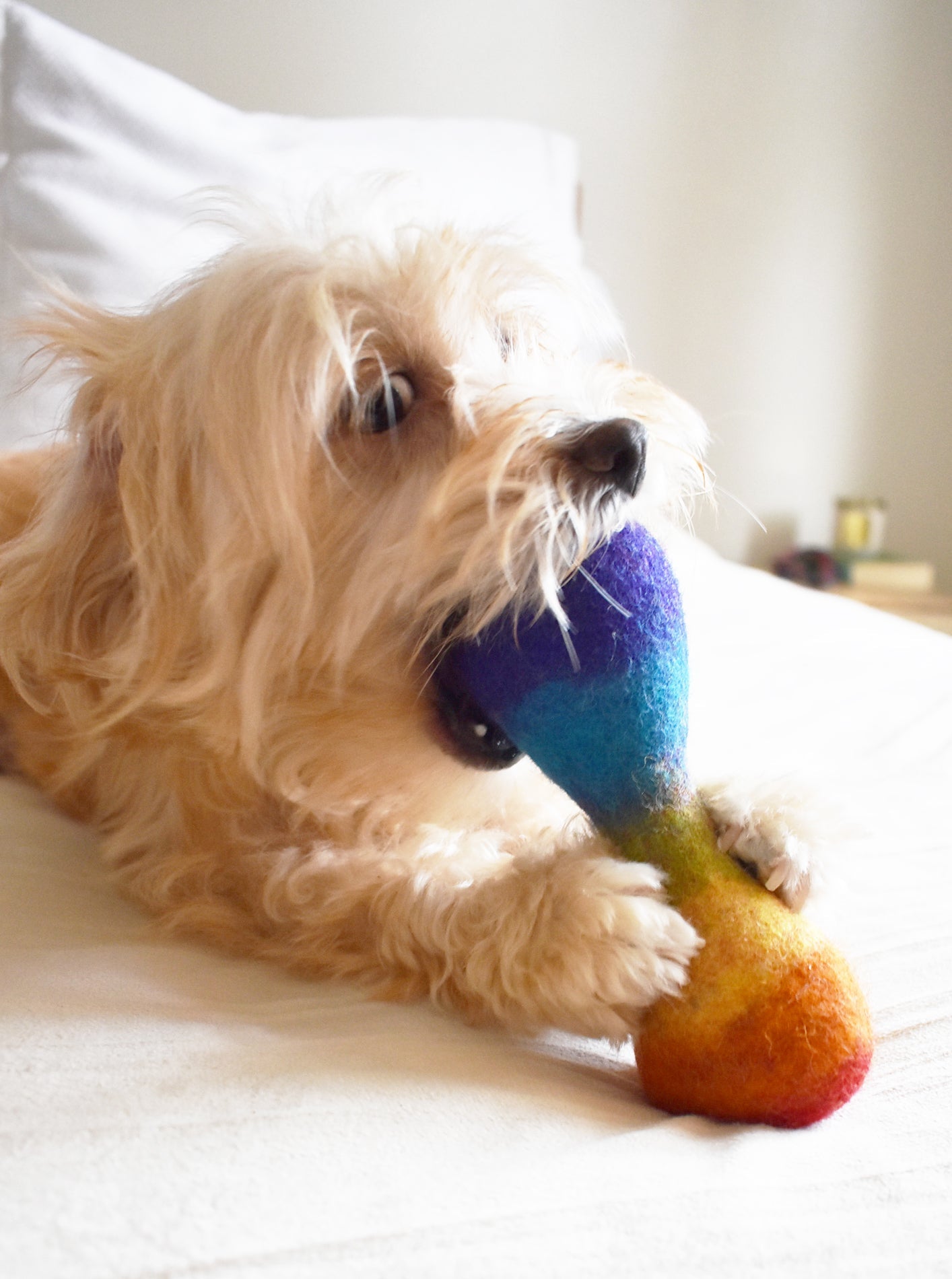 RAINBOW WOOLBONE DOG TOY - Biscuit & Bell