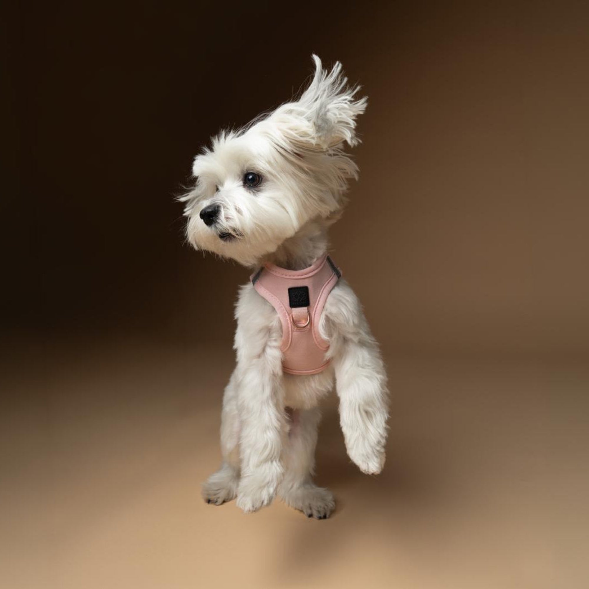 Small white dog wearing a pink harness on a brown background