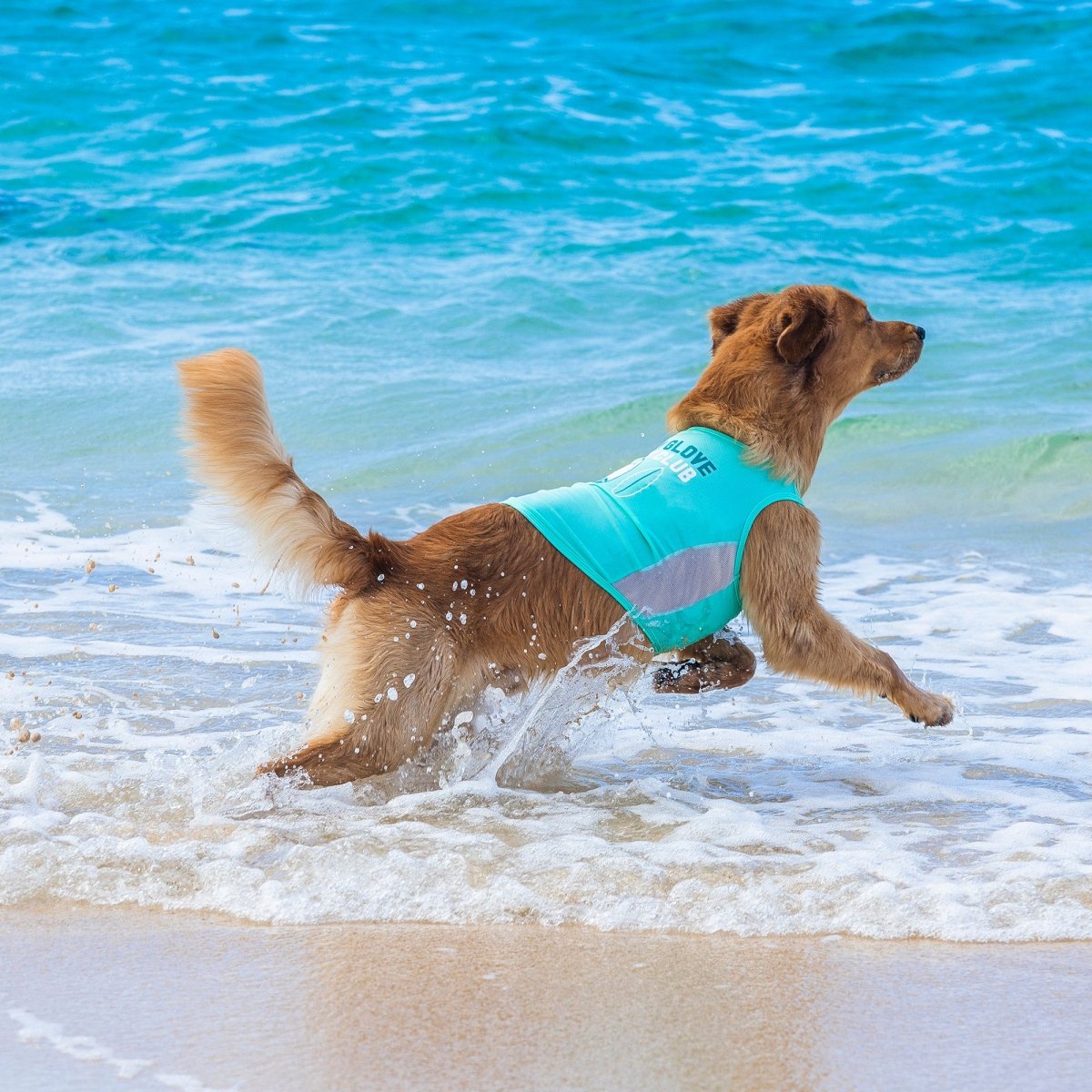 Body Glove Pet Sun Shirt - Biscuit & Bell