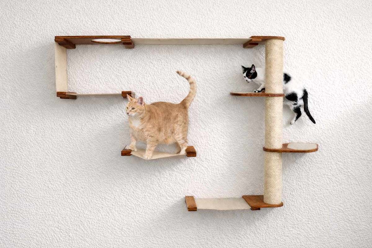 Catastrophic Creations The Climb Condo Cat Wall System