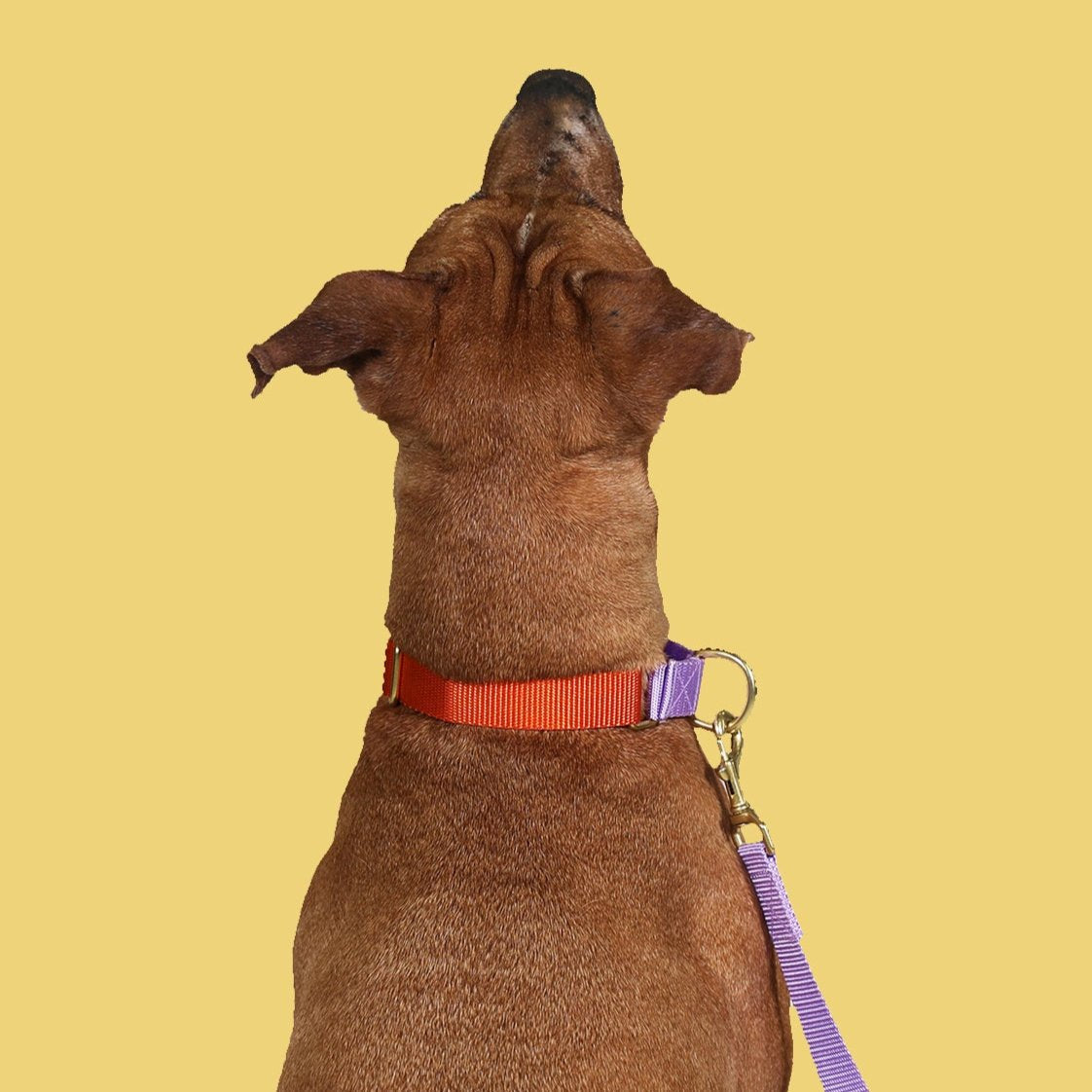 martingale collar / orange + lilac - Biscuit & Bell