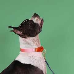 Classic Martingale Dog Collar