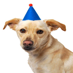 Party Beast Pawty Hat