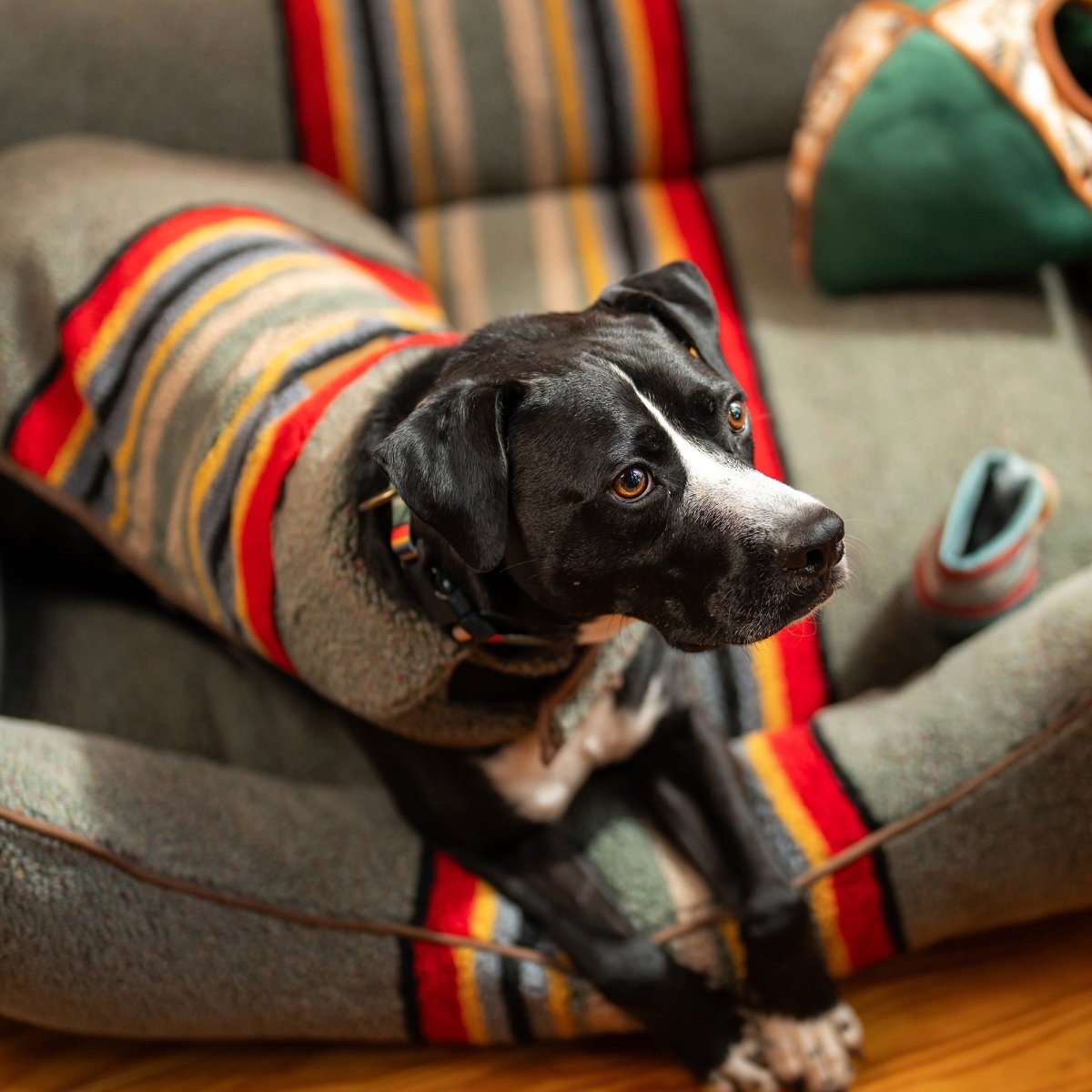Pendleton Vintage Camp Dog Coat - Biscuit & Bell