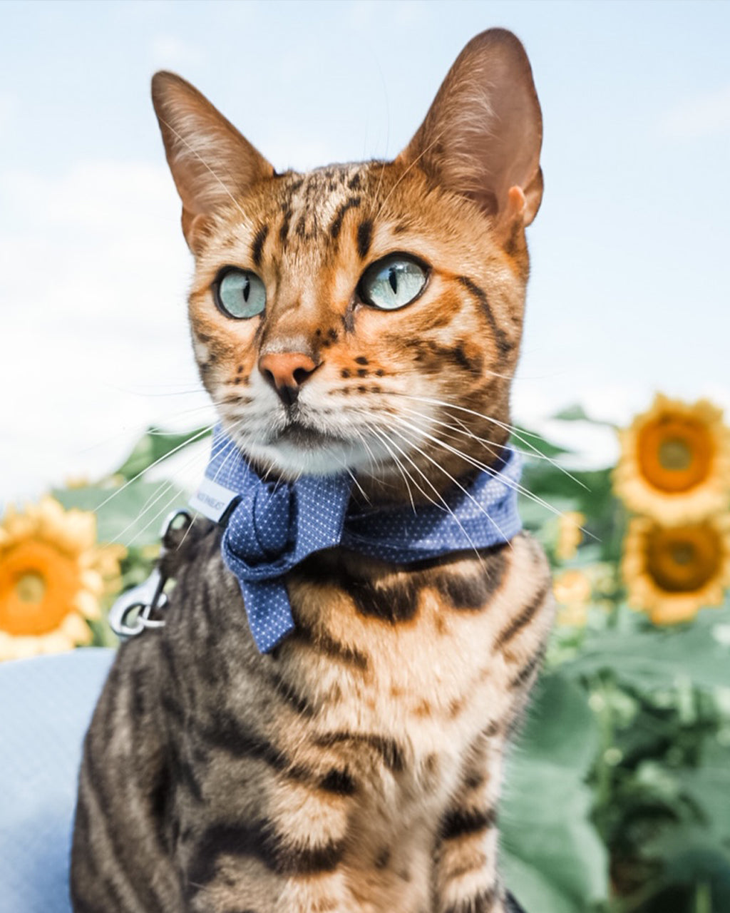 Cat wearing a blue bow tie with sunflowers in the background
