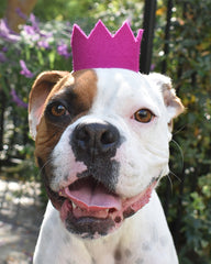 Bright Party Beast Crown - Biscuit & Bell