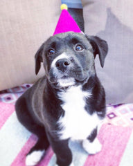 Party Beast Pawty Hat