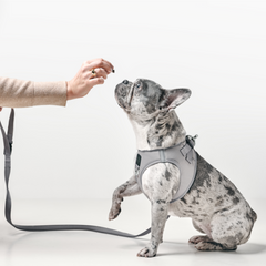 3-in-1 City Dog Leash - Steel